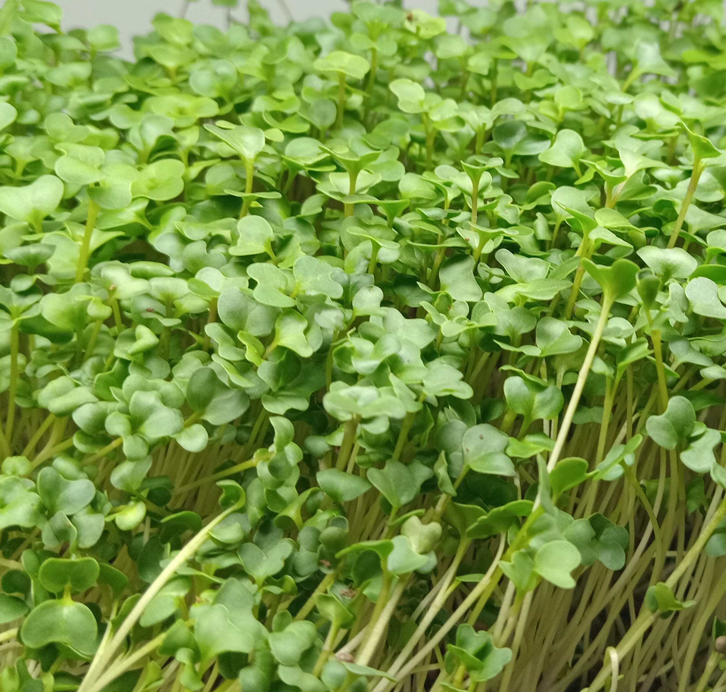Broccoli Microgreens