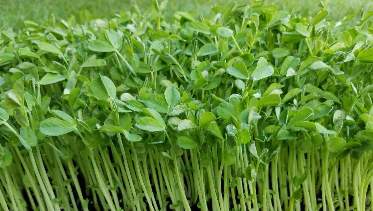 Speckled Pea Microgreens