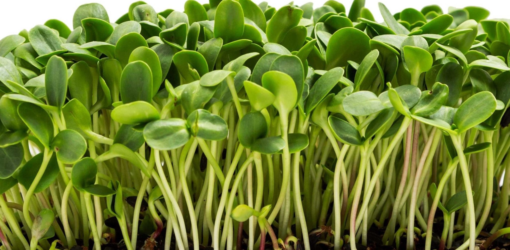 Sunflower Microgreens